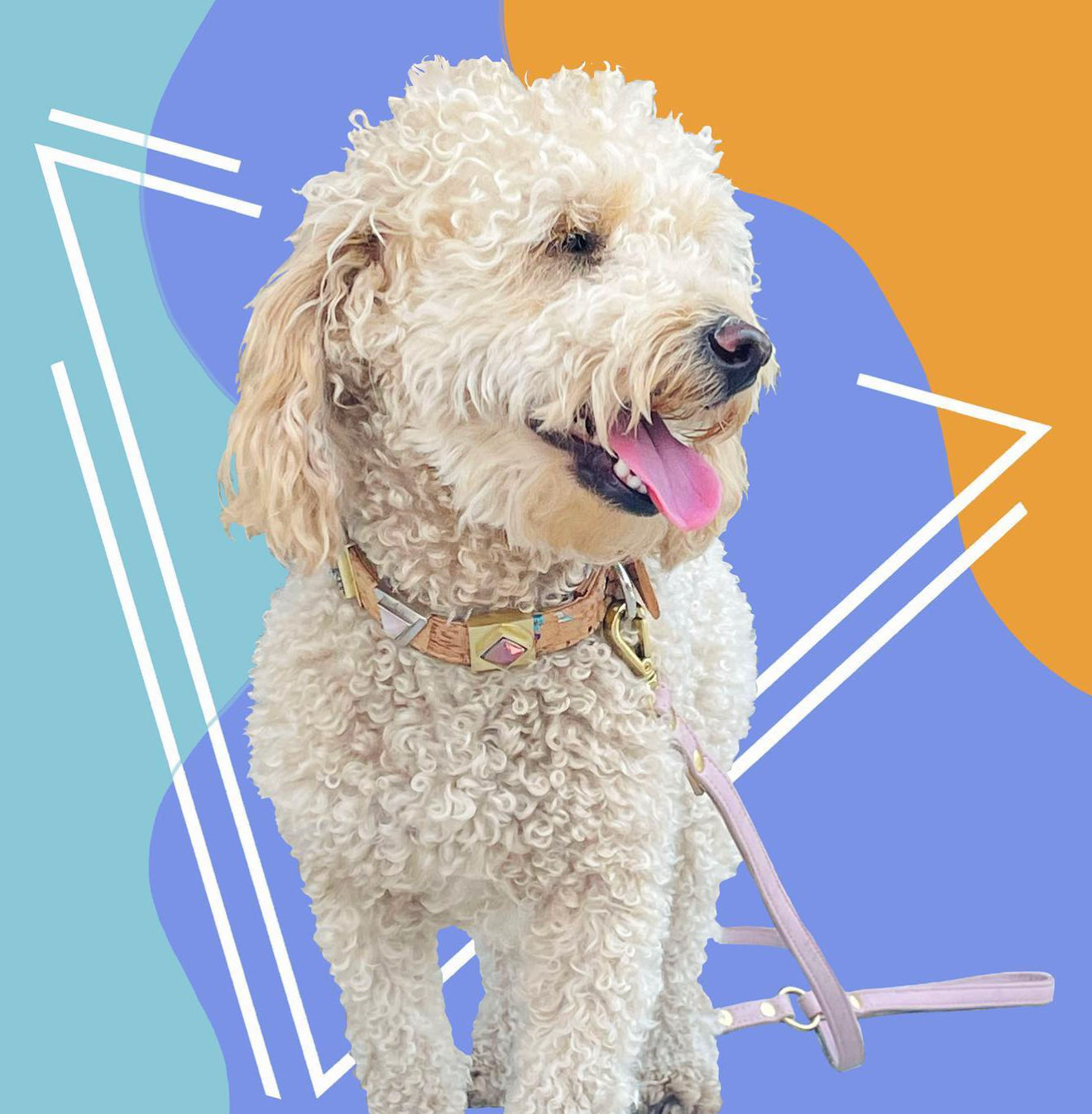 Rainbow Pride Cork Leather Collar